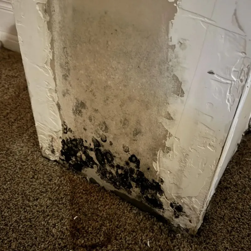 Professional Mold Removal in Safford, AZ